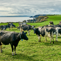 250x250 Cow